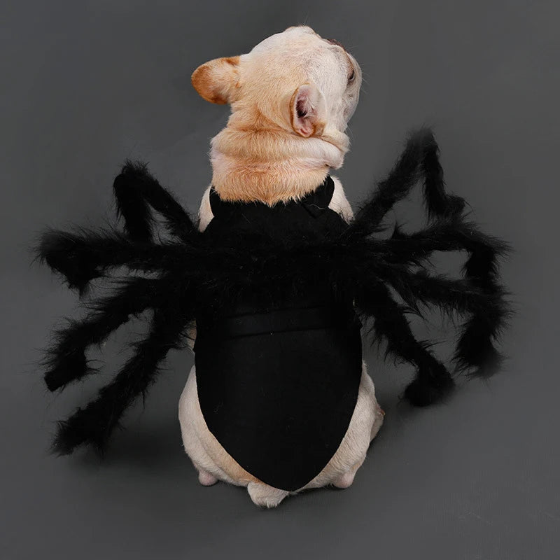 Halloween Spider Costume for Cats & Dogs